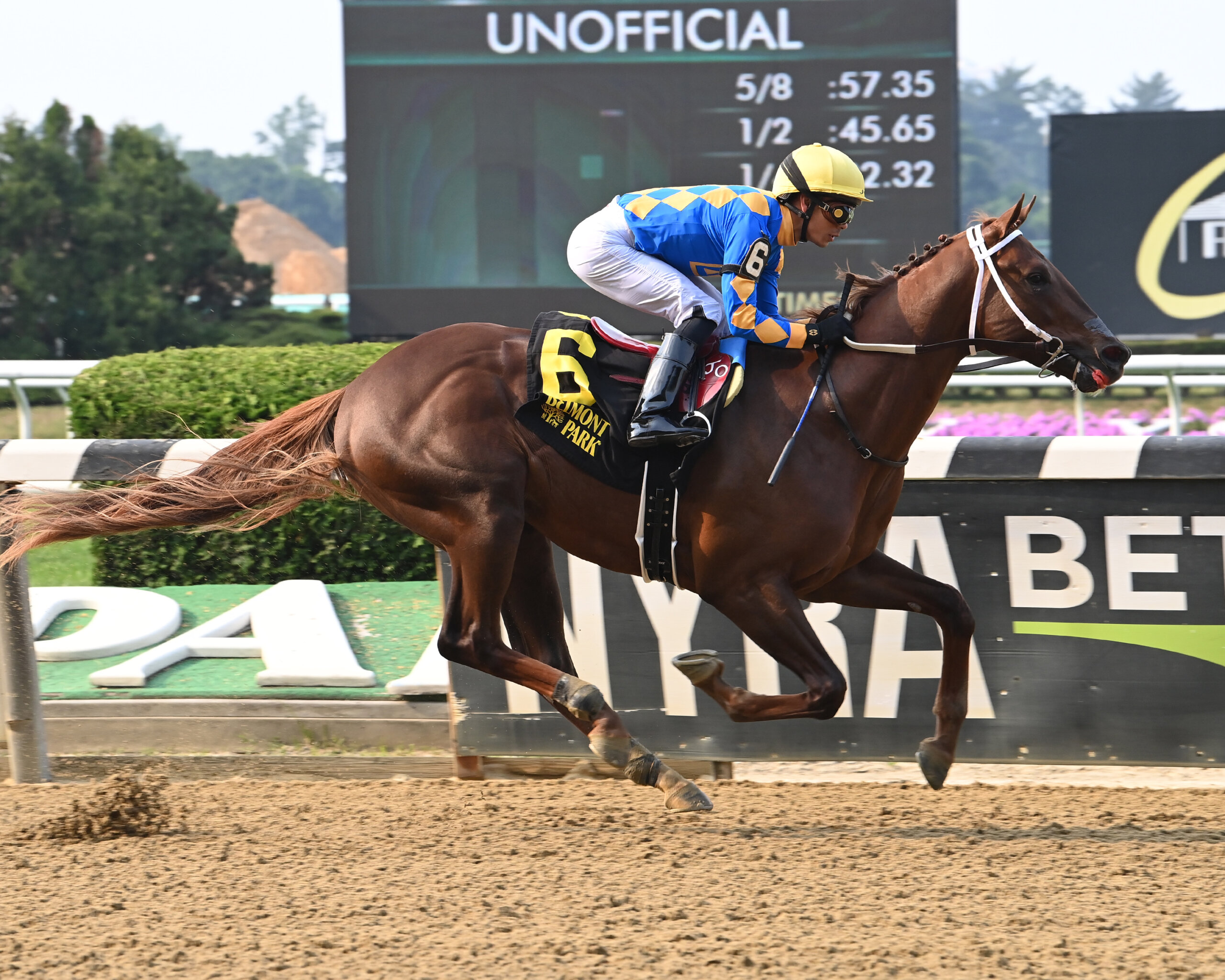 Gold Sweep | Horses | Kentucky Derby