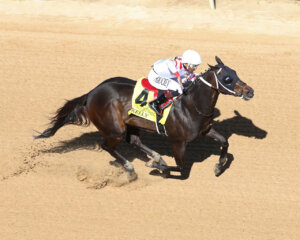 Skelly winning the 2024 Count Fleet Sprint H. (G3) at Oaklawn Park (Photo by Coady Media)