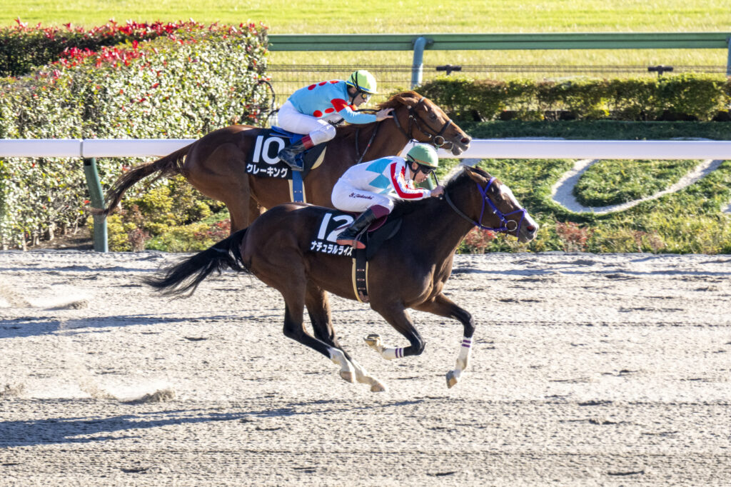 Natural Rise holds off Clay King in the Cattleya S. at Tokyo