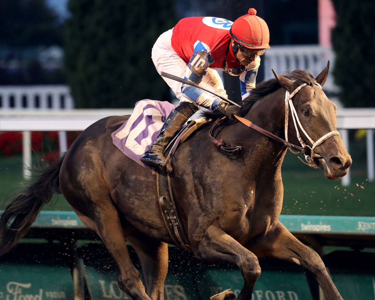 McAfee, a half-brother to Thorpedo Anna, wins his debut at Churchill Downs