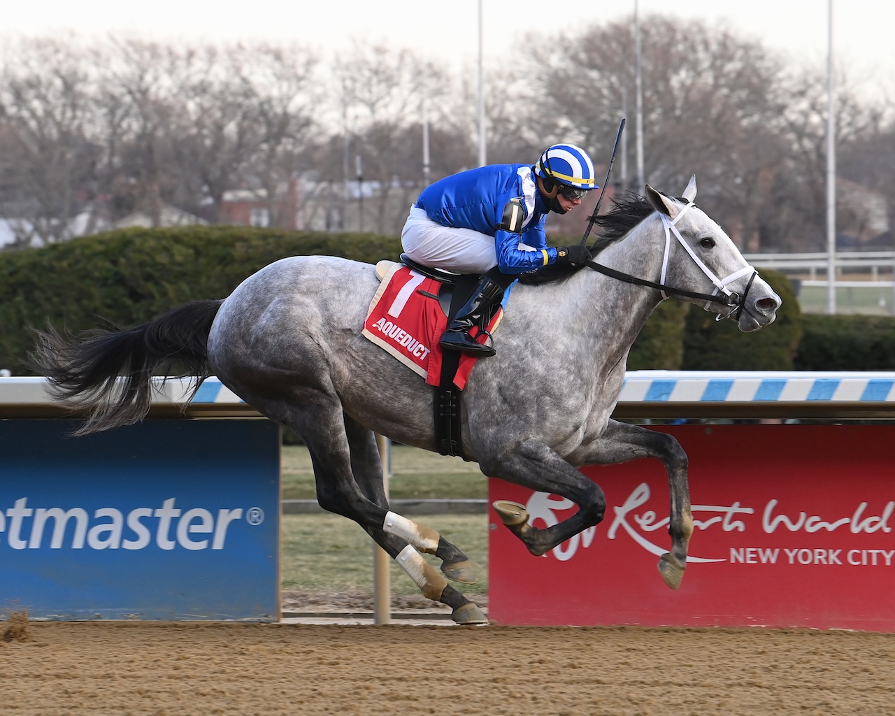 Muhimma wins the Demoiselle S. at Aqueduct.