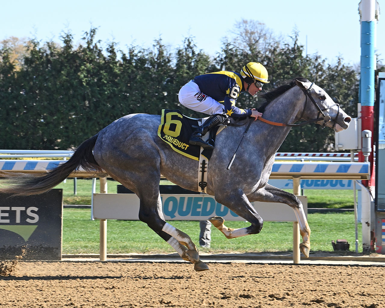 Tux winning his debut at Aqueduct (Photo by Coglianese Photos)