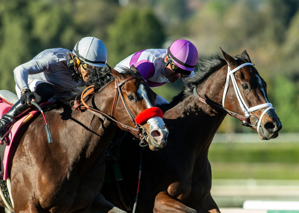 A game Look Forward just prevailed from Artisma in the Santa Ynez