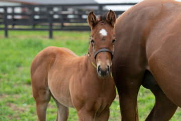 Portrait of Citizen Bull as a foal