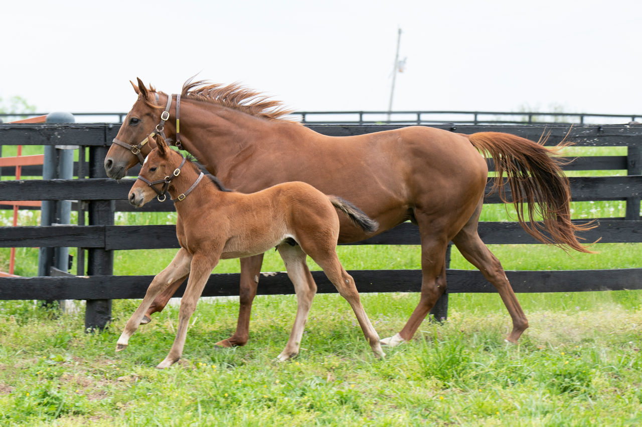 Citizen Bull runs alongside his mother