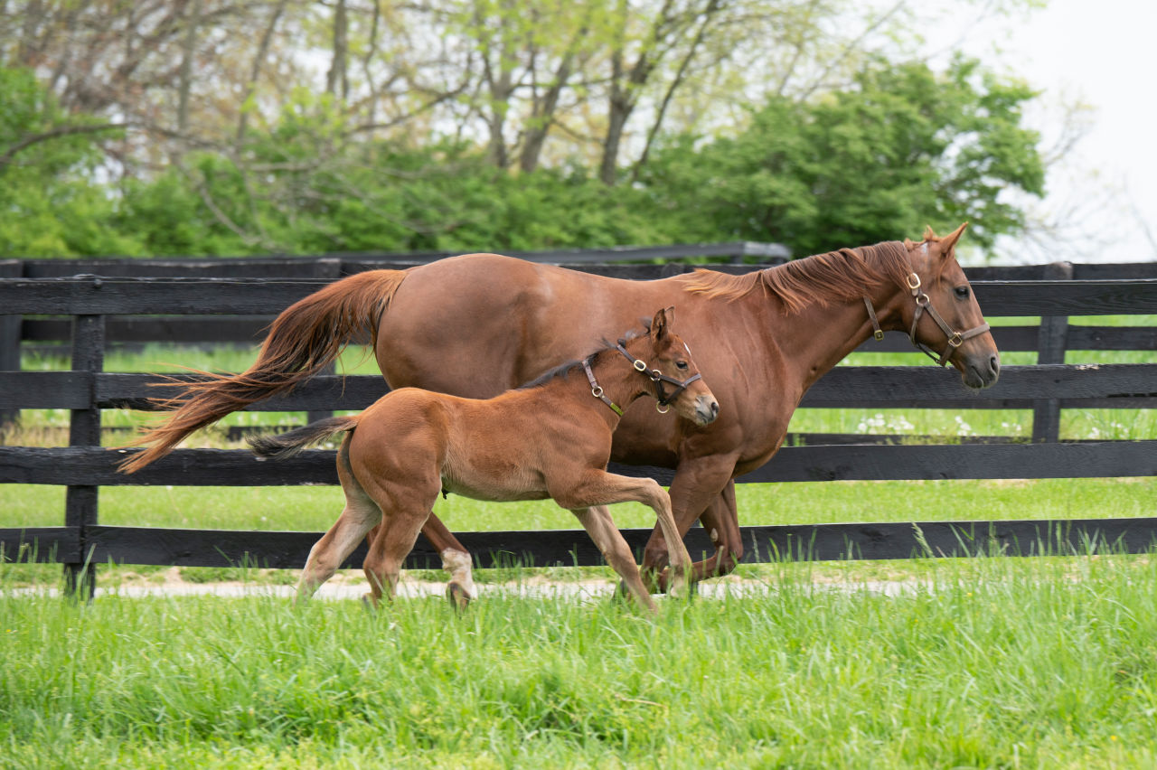 Citizen Bull runs alongside his mother