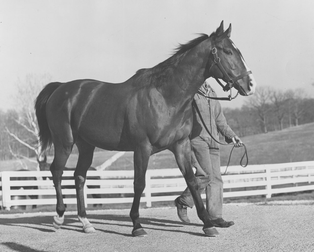 Olympia at Danada Farm.