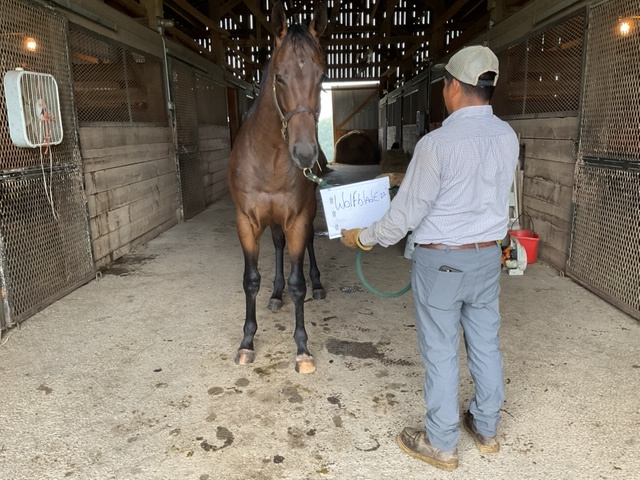 Coal Battle as a yearling