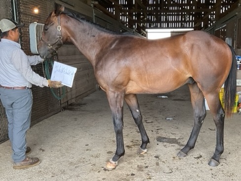 Coal Battle poses as a yearling