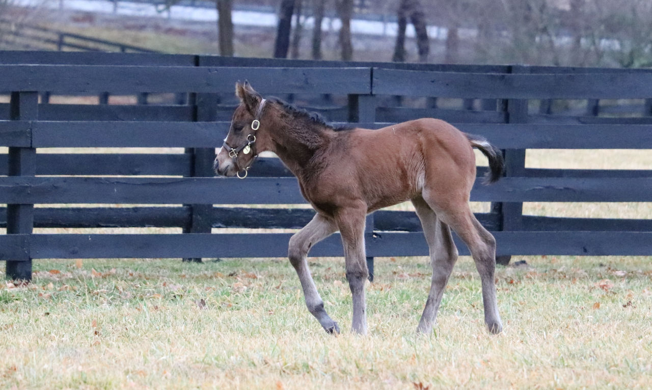 Sovereignty as a foal in the paddock