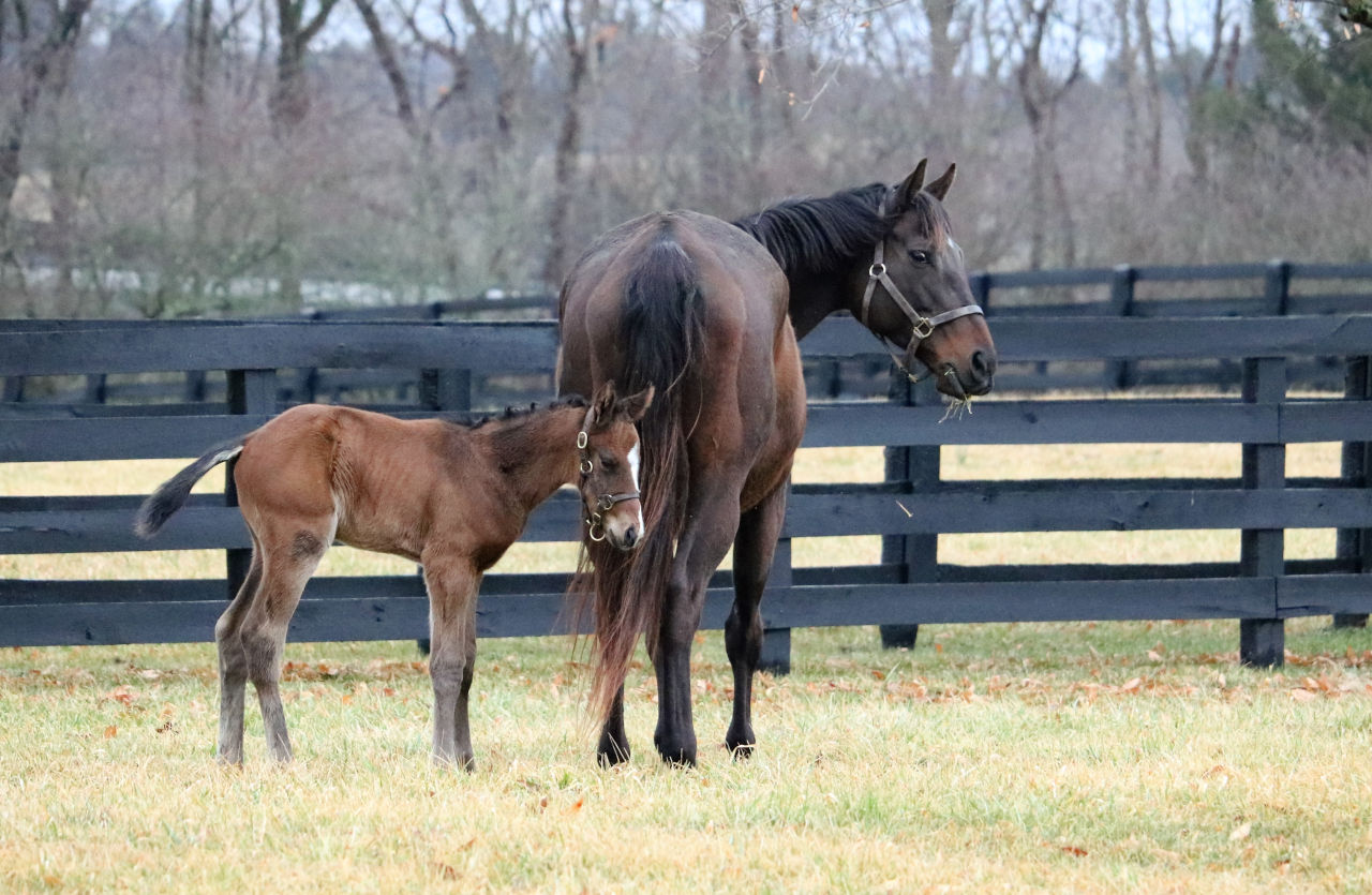 Crowned stays aware of her surroundings as baby Sovereignty stands behind her